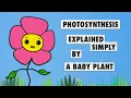 Photosynthesis Explained Simply Easy to Understand