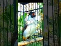 Download Lagu Suara pikat burung kutilang gacor agar bunyi