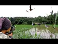 Download Lagu HUNTING‼️BIRD RUAK RUAK AT THE NEW PLANTED RICE SPOT