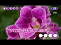 一樣的月光~蘇芮~女原Cm井調~伴奏~導唱丙