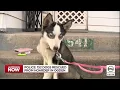 Over 150 dogs rescued from home of Ogden hoarder