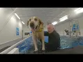 West Toledo aquatic massage facility provides therapy for pets and their people