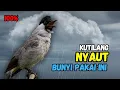 Lagu Pasti Nyaut,,!!! Suara Pancingan Burung Kutilang Gacor Ampuh'