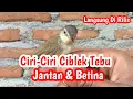 Download Lagu Ciri-Ciri Ciblek Tebu Jantan Dan Betina