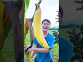 Download Lagu buah pisang terbesar dan termahal di dunia harga nya mencapai 5jt per buah #fruit #shortsvideo