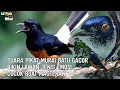 Download Lagu Mp3 SUARA PIKAT BURUNG MURAI BATU  SUPER AMPUH Cocok buat masteran