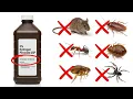 How To Use Hydrogen Peroxide To Kill Roaches Ants Bedbugs Fleas Mice 20 Different Pests
