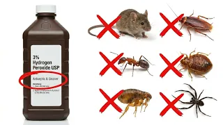 How To Use Hydrogen Peroxide To Kill Roaches Ants Bedbugs Fleas Mice 20 Different Pests