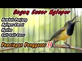 SEKALI PUTAR SOGONMU LANGSUNG IKUTAN NGKLEPER‼️PANCINGAN PENGGACOR PALING JITU UNTUK SEMUA SOGON