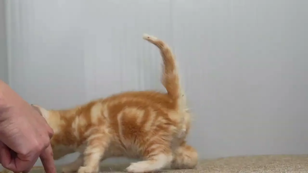 動画