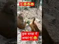 Download Lagu Did you understand anything?🐒😂😂 #funny #funnyreels #funnyvideos #ytshorts #youtubeshorts