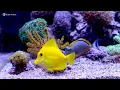 Aquarium 8K VIDEO (ULTRA HD) 🐠 Colorful Coral Reef Fish & Deep Sleep Relaxation Music #3