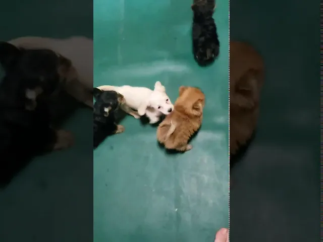動画