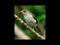 Download Lagu Suara pikat anti Zonk || sapu jagad || semua jenis burung kicau