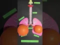 Respiratory System Working Model