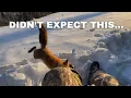 BITTEN by a FOX while Coyote Hunting