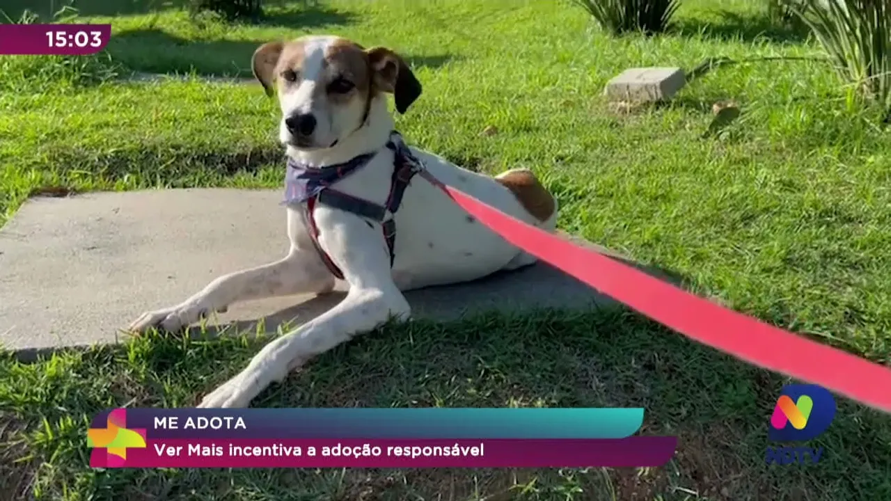 Me Adota: Ver Mais incentiva a adoção responsável