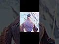 Download Lagu The real mighty eagle 🗿|the angry birds 2#edit#viral#short