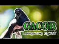 Download Lagu TERAPI DASAR KACER NGEPLONG DIJAMIN BIKIN BAHAN LANGSUNG NYAUT BUNYI GACOR