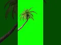 No copyright green screen palm tree, palm tree animation #shorts video