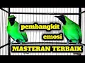 Download Lagu Ini Baru Masteran Cucak Ijo Mewah‼️Besetan \u0026 Roll Tembak Kasar Paling Dicari