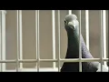 Pigeon Arrested for Smuggling Drugs Into Canadian Prison
