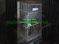 Download Lagu suara musang btina yg sedang birahi.