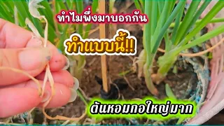 พึ่งรู้!! อยู่มาครึ่งชีวิตทำแบบนี้ต้นหอม กอใหญ่ ต้นอวบทันใจ เก็บกินเก็บขายได้จนลืม