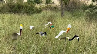 Pelican Goose Duck Loon Florida Dancing Birds