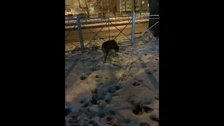 В Омске спасли собаку, которая просидела несколько дней в тепловом узле