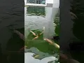 Download Lagu Kolam Ikan Minimalis Depan Rumah Subsidi Sederhana Model Terbaru Kekinian