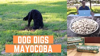 Amazing Mayocoba Bean - Did you know