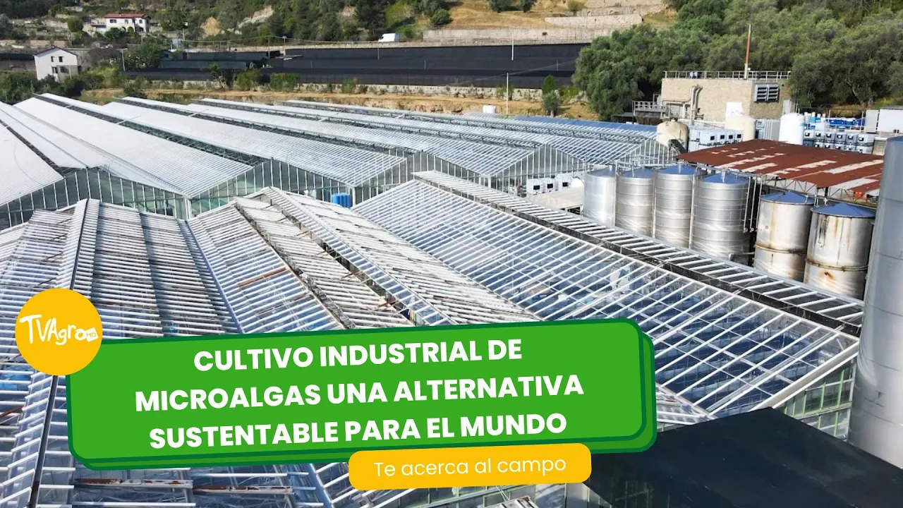 Cultivo industrial de microalgas, una alternativa sustentable TvAgro por Juan Gonzalo Angel Restrepo