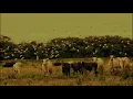 Jorge Guerrero - Se Volvió a Rascá el Guerrero (Audio Oficial)