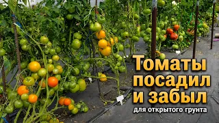 6 лучших сортов томата, которые посадил и забыл для открытого грунта,  всегда с урожаем