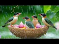 Lagu Suara Hujan dan Kicauan Burung yang Menenangkan 🌧️ Dapatkan Kejernihan Pikiran dalam Hitungan Men...