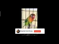 Download Lagu Lovebird Betina Fighter,durasi 1 menit Up Super Gacor Buat masteran