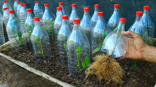 بمنتهى السرعة والسهولة تقنية تجذير اى غصن لاى شجرة مهما كان صعب 