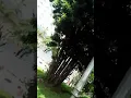 Download Lagu Subhanallah aku mencintainya