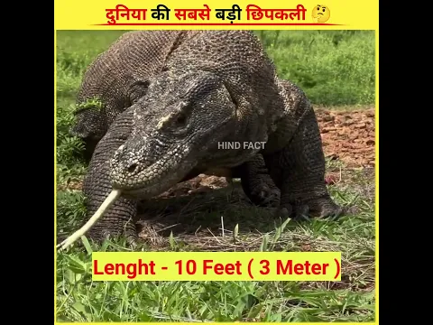 What is the world's most dangerous lizard like 🤔 DiD u know about this #lizard #shorts #viral
