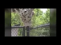 giraffe giving top to a pole