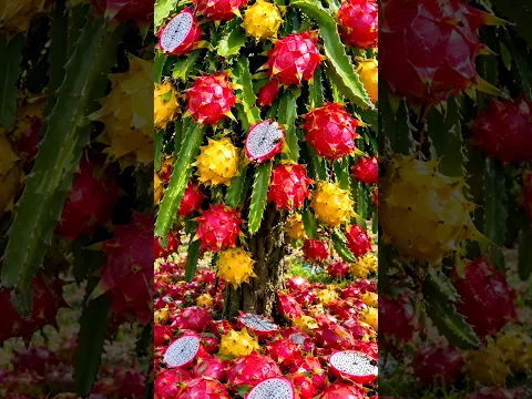 Easy and fast techniques for growing and propagating dragon fruit plants #garden #plant #fruits