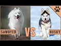 Samoyed vs Husky - Which Dog Is Better For You