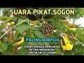 Lagu Suara Pikat Sogon Anakan VS Betina Memanggil Paling Viral 