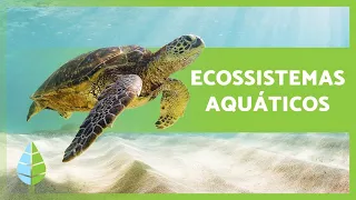 ECOSSISTEMAS AQUÁTICOS 🏝️🐠 Tipos e Características