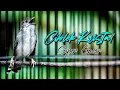 Download Lagu CIBLEK KRISTAL GACOR !! nembak sped rapet cocok buat masteran dan pancingan