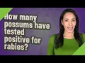 How many possums have tested positive for rabies