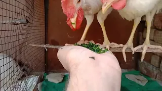 Person Hand-Feeds Two Chickens - 1861734