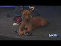 Pet Project Meet Kaydee and hear about upcoming KHS events