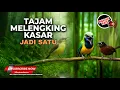 Download Lagu 🔴 Masteran Tajam Melengking Necret Kasar Jadi Satu 3 Burung Banyak Tembakan